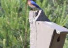 Red, white and bluebird (#32 Things to Do in Staples, “Go bird watching.” #5 Things to Do in Staples, “Bike/walk the Legacy Trail.”) A bluebird sits atop a bird house along the Legacy Trail in Staples. Below, in a photo taken from the same spot on the trail, a yellow-bellied sapsucker rests on a tree branch. The bird is identified by its white markings and red throat and crown.