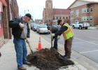 At least five Japanese Lilac trees  were planted in downtown Staples May 9, replacing trees that had not survived the previous year. Pictured above near the Stomping Grounds coffee shop at 4th St. NE are, from left, public works department employees Clyde Mertens, Bruce Grondahl, Steve Statema.