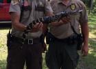 On July 19, a small alligator was captured near the shoreline of Hardy Lake in rural Pillager. Pictured above, from left, are Cass County Sheriff’s Deputy Travis Colette and DNR Conservation Officer Randy Posner. The animal was secured and transported to the Safari North Wildlife Park near Brainerd. Earlier in July, a small alligator had been captured along a bike trail south of Brainerd. (Submitted photo)