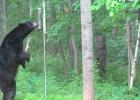A black bear gets up close with a bird feeder to find out what is inside. (Photo by Ray Gildow)
