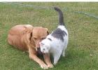 Bo (left) and Hank, pets of Gary and Dawn Timbs of Staples, were the best of friends and often showed affection toward one another. (Staples World photo by Dawn Timbs)